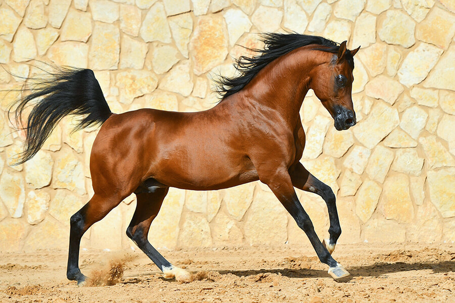 Ngựa Ả Rập | Đặc Điểm Nổi Bật, Cách Nuôi & Chăm Sóc