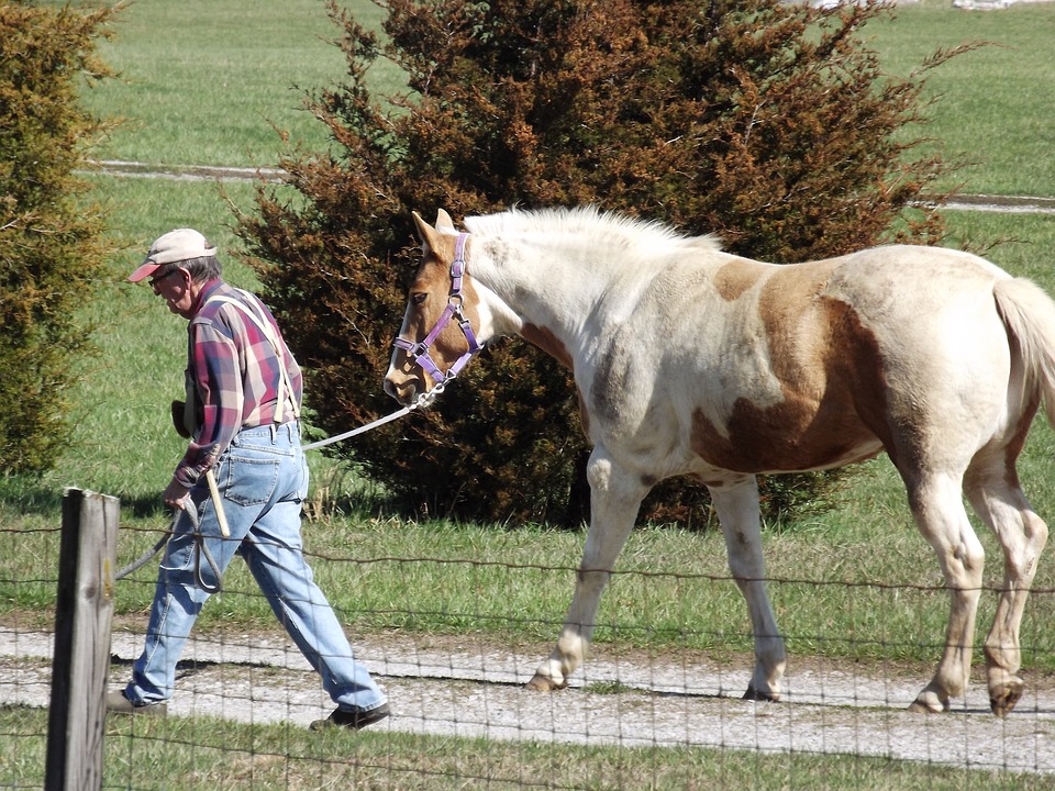 Equine Quarter Horse Animal - Free photo on Pixabay