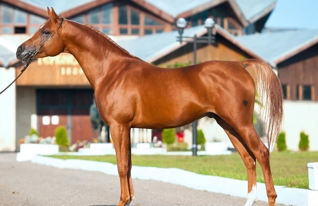 Top 10 Giống Ngựa Phổ Biến Nhất Thế Giới - Thichthucung.com