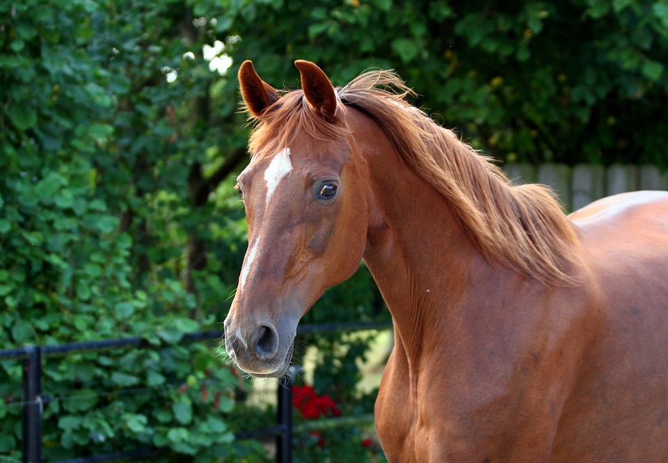 Ngựa Thuần Chủng Cáo Hạt Dẻ - Ảnh miễn phí trên Pixabay
