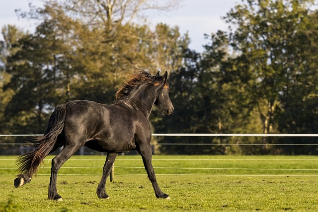 Ngựa Friesian Phi Nước Đại - Ảnh miễn phí trên Pixabay