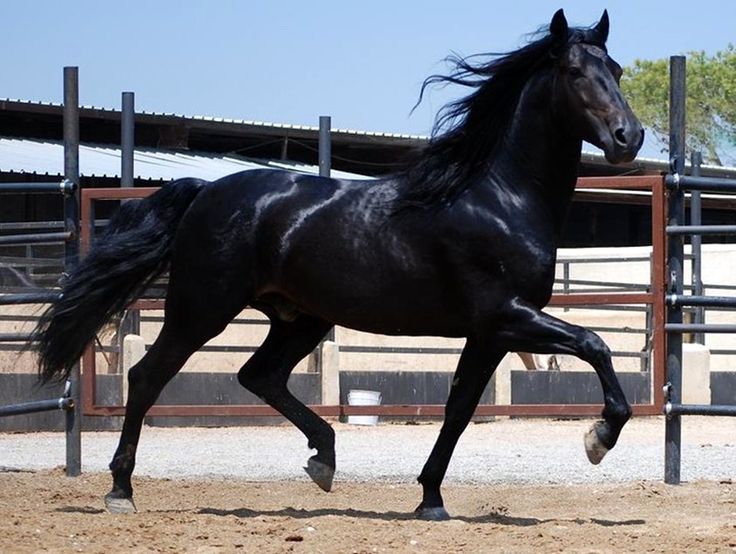 The Tennessee Walking Horse | Nutrition For Gaited Horses