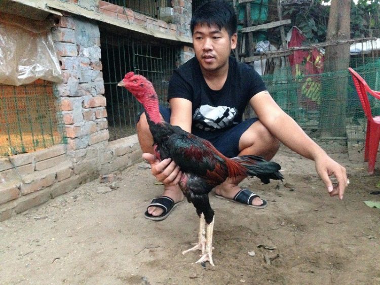 Kinh nghiệm chăm sóc gà chọi trước khi đá hữu ích để gà được sung hơn