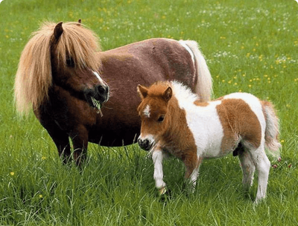 Ngựa nhỏ: mô tả các giống lùn, quy tắc chăm sóc và các cá thể nhỏ nhất